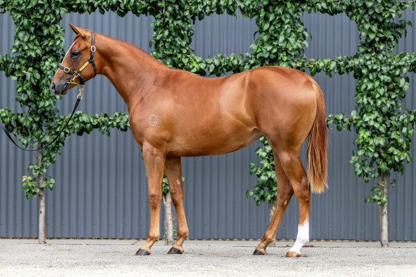 Lot 384: The Autumn Sun / Little Stevie