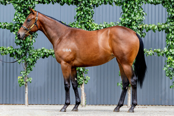 Lot 390: Wild Ruler / Look to the Stars