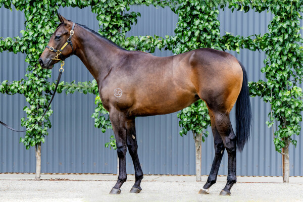 Lot 397: Proisir / Madam Choux (NZ)
