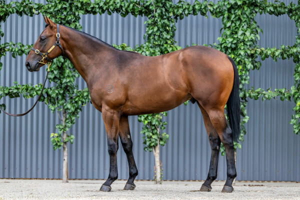 Lot 414: Microphone / Mayameen