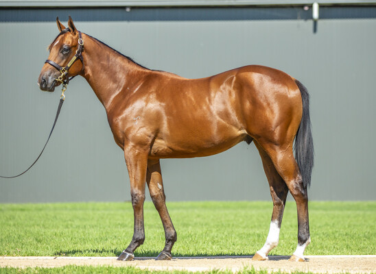 Lot 66: Spirit of Boom / Bidii Babe