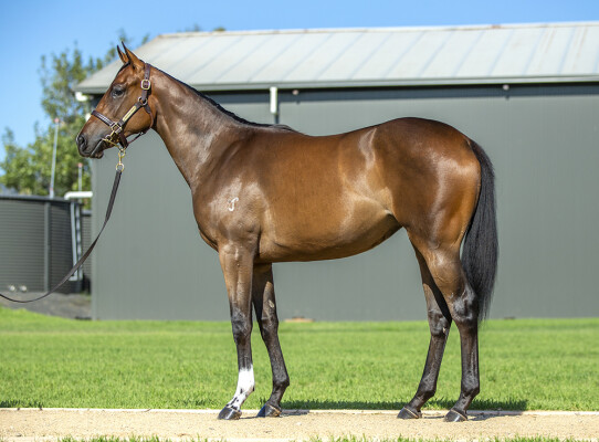 Lot 114: I Am Invincible / Choose