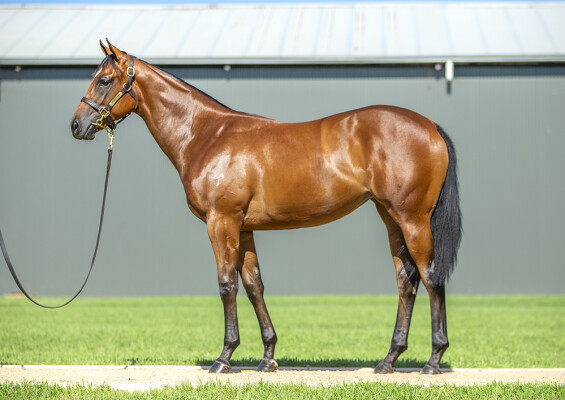 Lot 153: Hellbent / Dendee