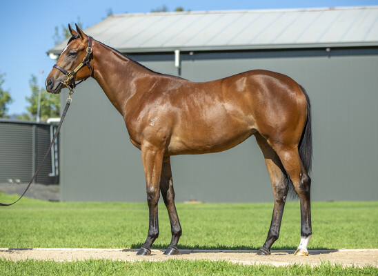 Lot 155: Hellbent / Deposed Witness