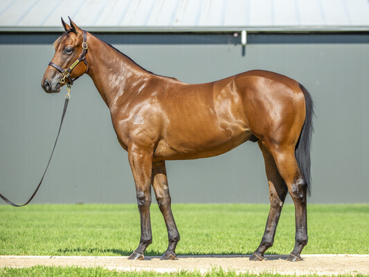 Lot 338: Acrobat / Jay Jay d'Ar (NZ)