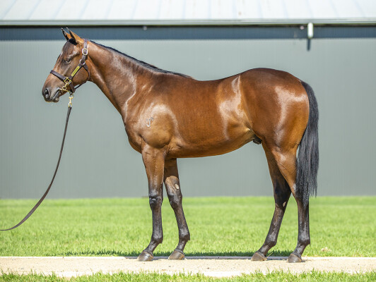 Lot 343: Toronado (IRE) / Joyful Moment (IRE)