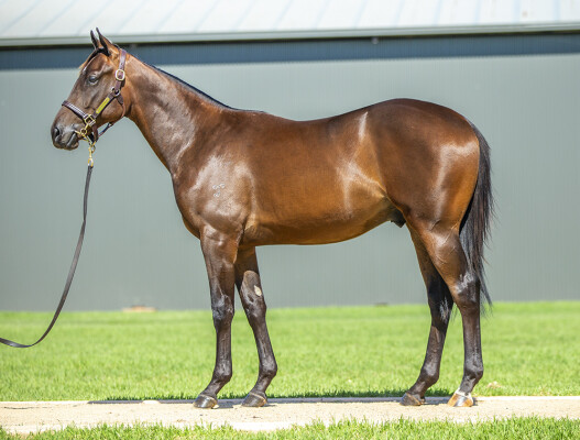 Lot 358: Acrobat / Lady Macan