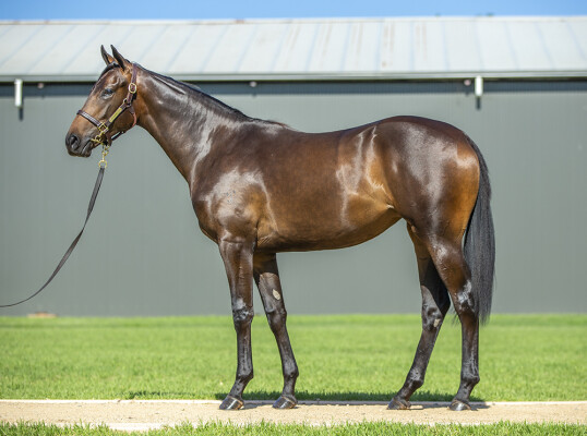 Lot 458: Hellbent / Mowgli