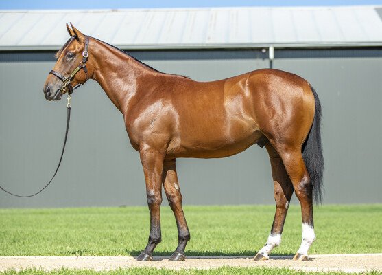 Lot 563: Hellbent / Raging Queen