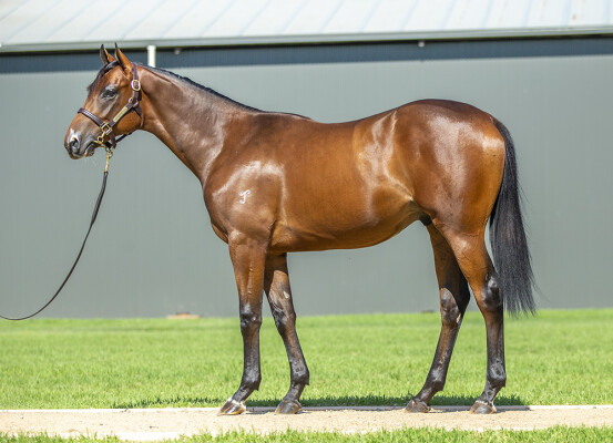 Lot 771: Farnan / Wayborn (NZ)
