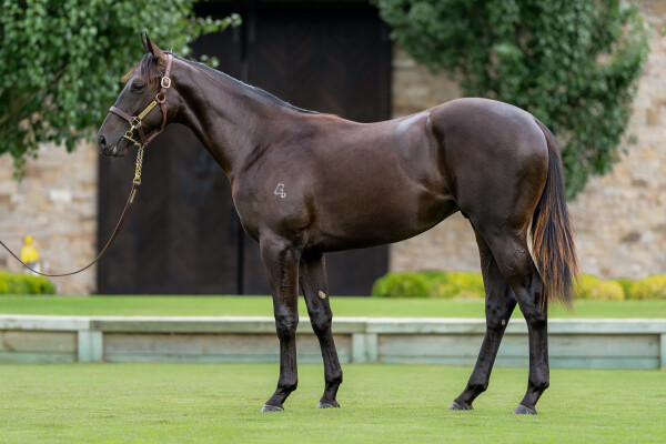 Lot 499: Rebel Dane / Ostentatious