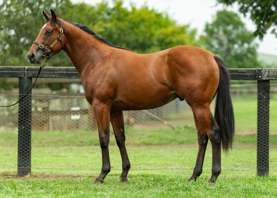 Lot 51: Prague / Barjas