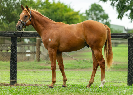 Lot 235: Written By / Forthright