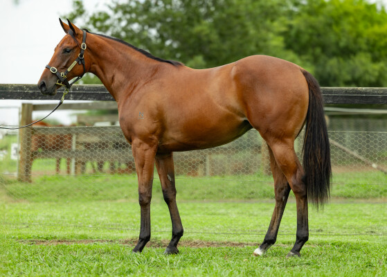 Lot 387: Profiteer / London Calling