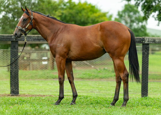 Lot 706: Anders / Switched