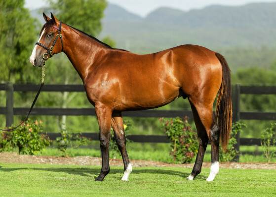 Lot 86: Stay Inside / Burgundy Belle (NZ)