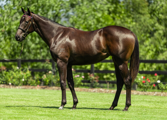 Lot 366: Yes Yes Yes / Lanikai