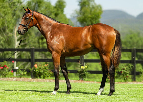 Lot 439: Exceed and Excel / Miss Tycoon Rose