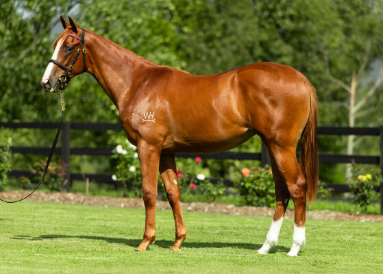 Lot 603: Street Boss (USA) / Sally's Realm