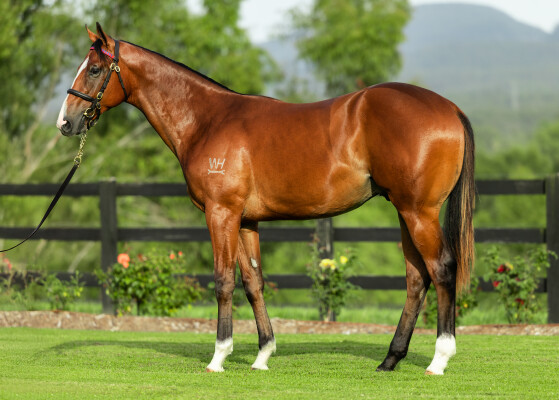 Lot 655: Ole Kirk / Snit Ball