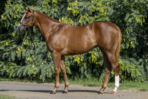 Lot 149: Russian Revolution / Dejavu Rock