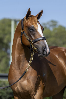 Lot 149: Russian Revolution / Dejavu Rock