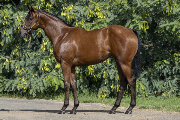 Lot 267: Zousain / Gwynedd