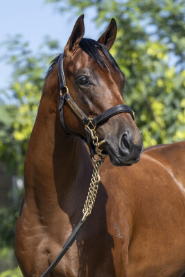 Lot 267: Zousain / Gwynedd