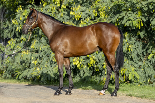 Lot 626: Star Turn / Shaky Isles (NZ)
