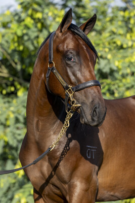 Lot 626: Star Turn / Shaky Isles (NZ)