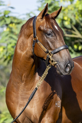 Lot 644: Capitalist / Single Rose