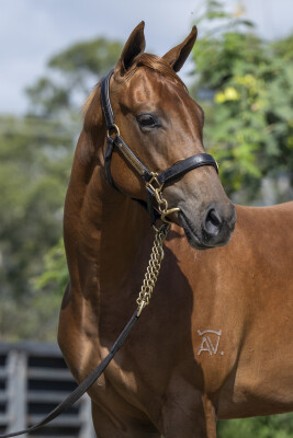 Lot 694: Written By / Sudden Wealth