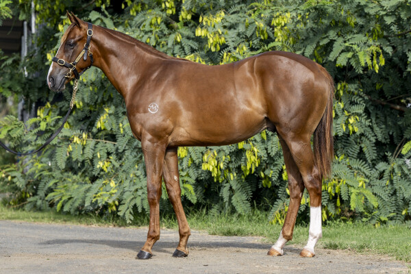 Lot 798: Hanseatic / Zanibar (FR)