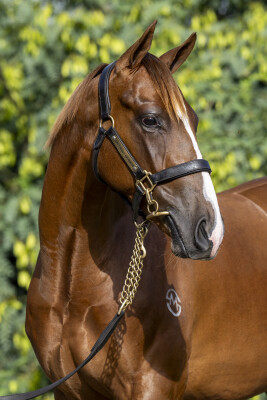 Lot 798: Hanseatic / Zanibar (FR)