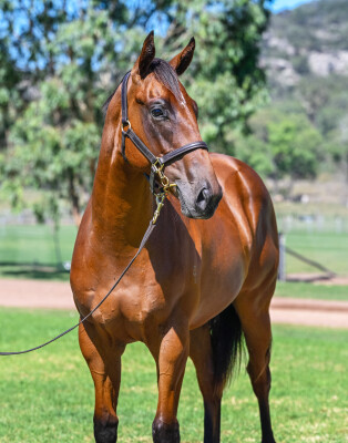 Lot 616: Written By / Seaflare