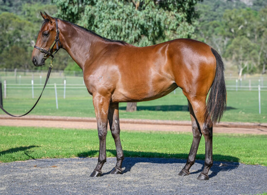 Lot 115: Shamus Award / Chosen Angel