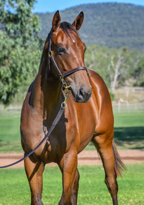 Lot 115: Shamus Award / Chosen Angel