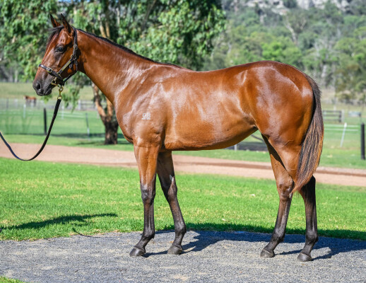 Lot 223: Pierro / First Tier