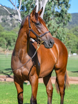 Lot 223: Pierro / First Tier