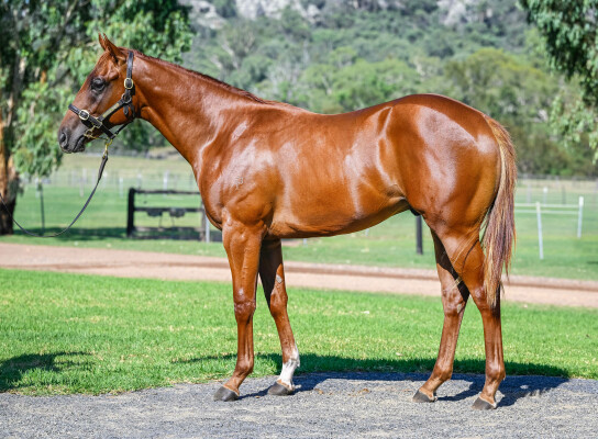 Lot 375: Harry Angel (IRE) / Li'l Cashy