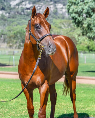 Lot 375: Harry Angel (IRE) / Li'l Cashy