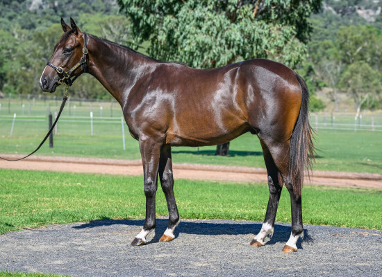 Lot 419: Sweynesse / Micro Explosive (NZ)