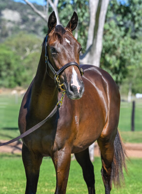 Lot 419: Sweynesse / Micro Explosive (NZ)