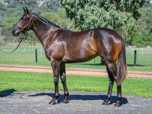 Lot 448: Shamus Award / More Bubbly