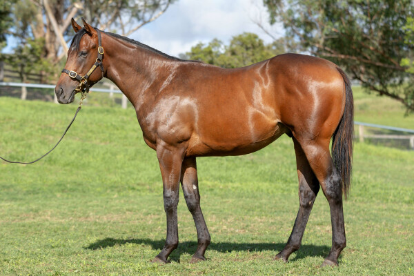 Lot 16: Zousain / Allotwoqua