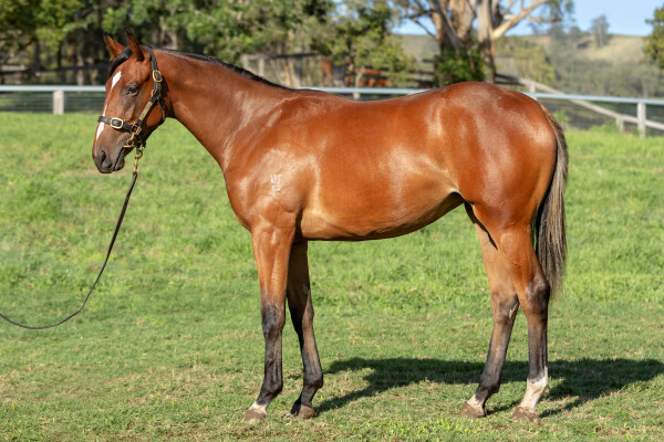 Lot 29: Palace Pier (GB) / Aonair