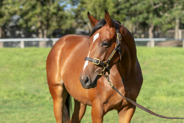 Lot 29: Palace Pier (GB) / Aonair