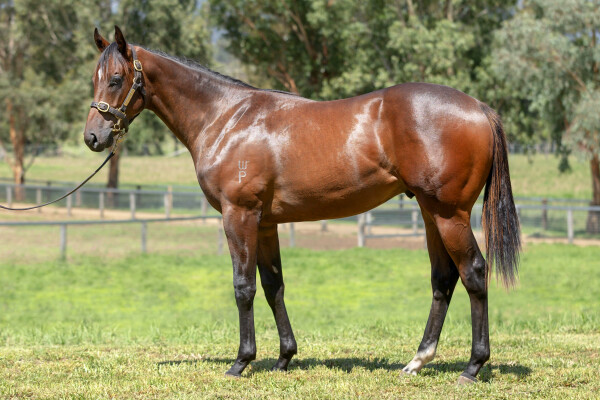 Lot 61: Exceedance / Belle de Jeu (NZ)