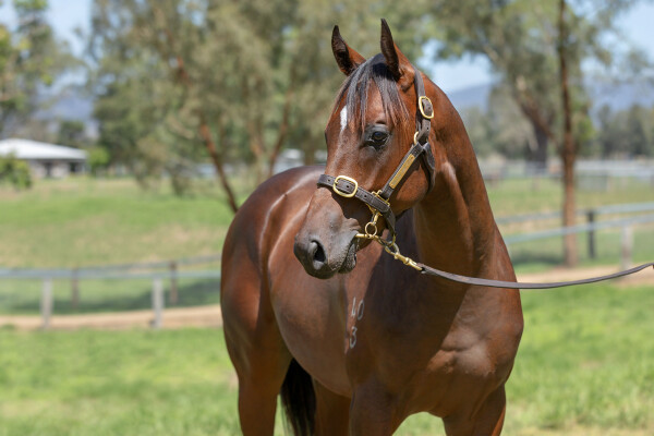Lot 61: Exceedance / Belle de Jeu (NZ)