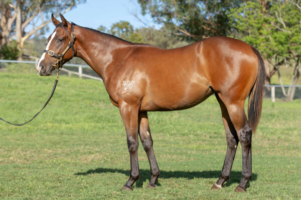 Lot 168: Pinatubo (IRE) / Diorissima
